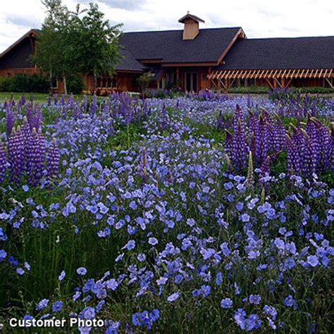 americanmeadows.com|Wildflower Seeds .